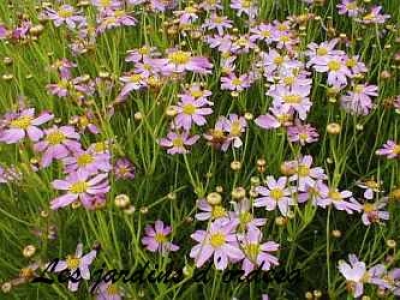 Coreopsis rosea american dream 